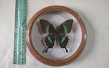 Сувенир бабочка в деревянной рамке Papilio daedalus, фото №2