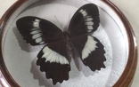 Сувенир бабочка в деревянной рамке Papilio erskinei, фото №5