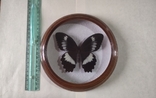 Сувенир бабочка в деревянной рамке Papilio erskinei, фото №2