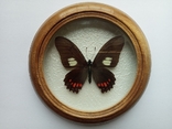 Сувенир бабочка в деревянной рамке Eurytides xeniades, фото №2