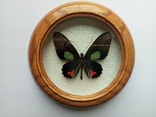 Сувенир бабочка в деревянной рамке Parides vertumnus, фото №2