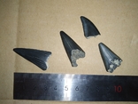 Зубы ископаемой акулы Otodus sokolovі, предка Мегалодона, фото №2
