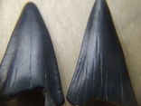 Зубы ископаемой акулы Otodus sokolovі, предка Мегалодона, фото №5