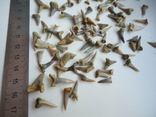 Petrified teeth of sharks.100pcs., photo number 3