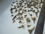 Petrified teeth of sharks.100pcs., photo number 4