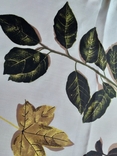 Листья, photo number 3