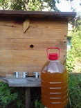 Мед пчелиный натуральный 5 литров, photo number 2