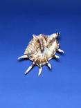 Скорпионовый лямбис 14 см., фото №2