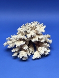 Морський корал 11 см., фото №2