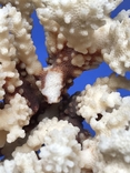 Морський корал 11 см., фото №3