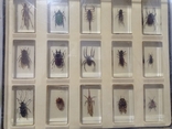 Various insects in plexiglass and with magazines to them, photo number 8