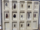 Various insects in plexiglass and with magazines to them, photo number 9