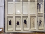 Various insects in plexiglass and with magazines to them, photo number 10