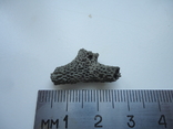 Marine fossil, photo number 2