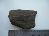 Fragment of petrified wood., photo number 2