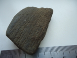 Fragment of petrified wood., photo number 6