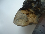 Flint with an imprint of an ancient shell., photo number 2