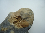 Flint with an imprint of an ancient shell., photo number 7