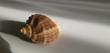 Rapan (shell) 8x4.5cm, photo number 2