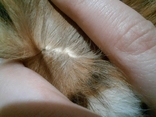 Шуба камышовый кот, липпи, фото №9