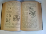 Textbook of Private Surgery, S. Girgolab, 1940, photo number 12