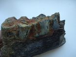 A fragment of a petrified jaw of an animal., photo number 3