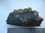 A fragment of a petrified jaw of an animal., photo number 4