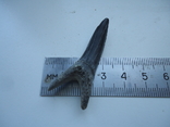 Скам'янілий зуб акули., фото №5