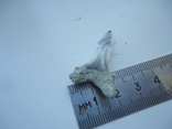 A fossilized shark tooth., photo number 3