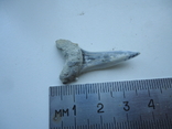 A fossilized shark tooth., photo number 4