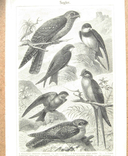 Ласточки - семейство птиц. 242 х 160 мм, photo number 2