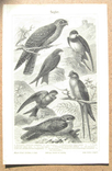 Ласточки - семейство птиц. 242 х 160 мм, photo number 3
