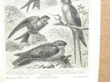 Ласточки - семейство птиц. 242 х 160 мм, photo number 4
