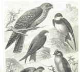Ласточки - семейство птиц. 242 х 160 мм, фото №5
