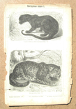 Пантеровыя кошки, 242х160 мм, фото №6