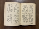 1938 Посібник з визначення рослин 440 ілюстрацій, фото №7