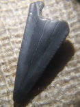 Зубы ископаемой акулы Otodus sokolovі, предка Мегалодона, фото №7