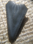 Зубы ископаемой акулы Otodus sokolovі, предка Мегалодона, фото №10