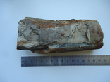 Fragment of tusk, photo number 2