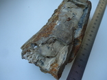 Fragment of tusk, photo number 3