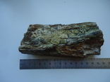 Fragment of tusk, photo number 5