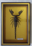 Скорпион № 3 Pandinus imperator Камерун В рамке, фото №5