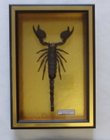 Скорпион № 3 Pandinus imperator Камерун В рамке, фото №6