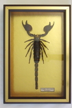 Скорпион № 3 Pandinus imperator Камерун В рамке, фото №7