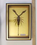 Настоящий скорпион №4 Hadogenes traglodites Мозамбик В рамке, фото №2