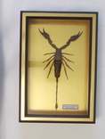 Настоящий скорпион №4 Hadogenes traglodites Мозамбик В рамке, фото №3