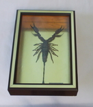 Настоящий скорпион №4 Hadogenes traglodites Мозамбик В рамке, фото №7