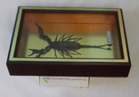 Настоящий скорпион №4 Hadogenes traglodites Мозамбик В рамке, фото №9
