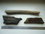 Фрагменти скам'янілих кісток тварин, фото №5