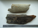 Fragments of fossilized animal bones, photo number 2